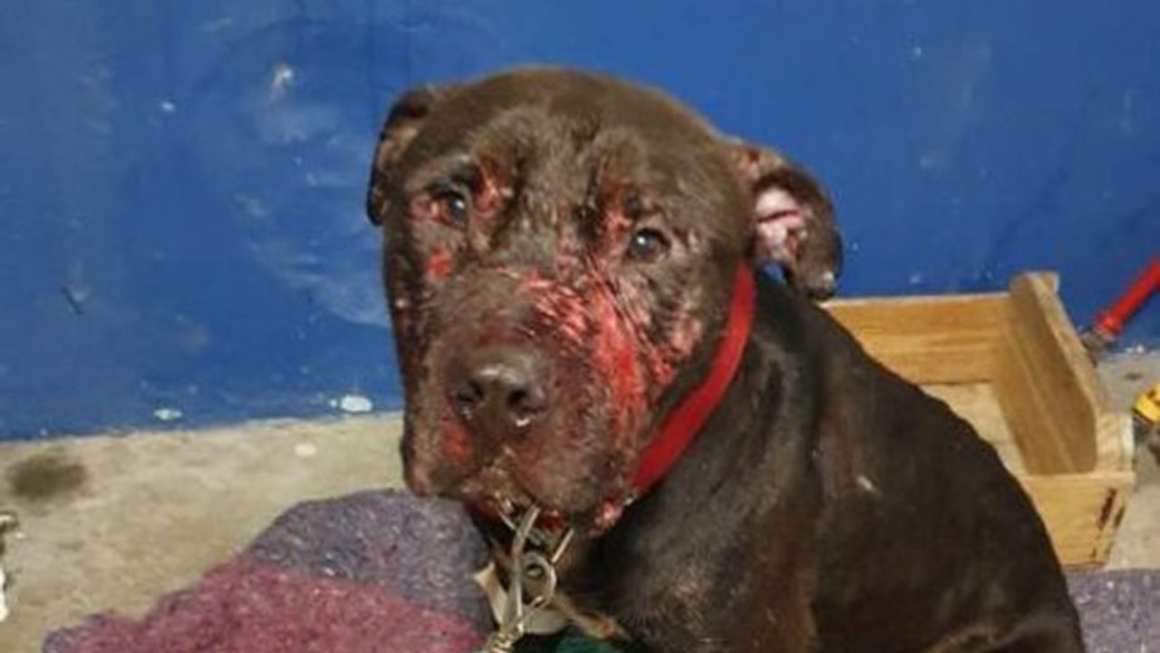 Brezilya'da köpek dövüştüren çeteye polis baskını.. 19 pitbull kurtarıldı
