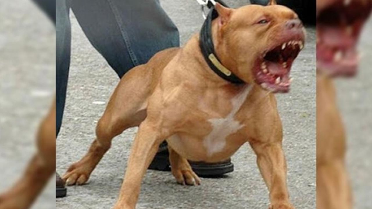 Pitbull neden saldırır? Saldırıların kaynağı insan mı?