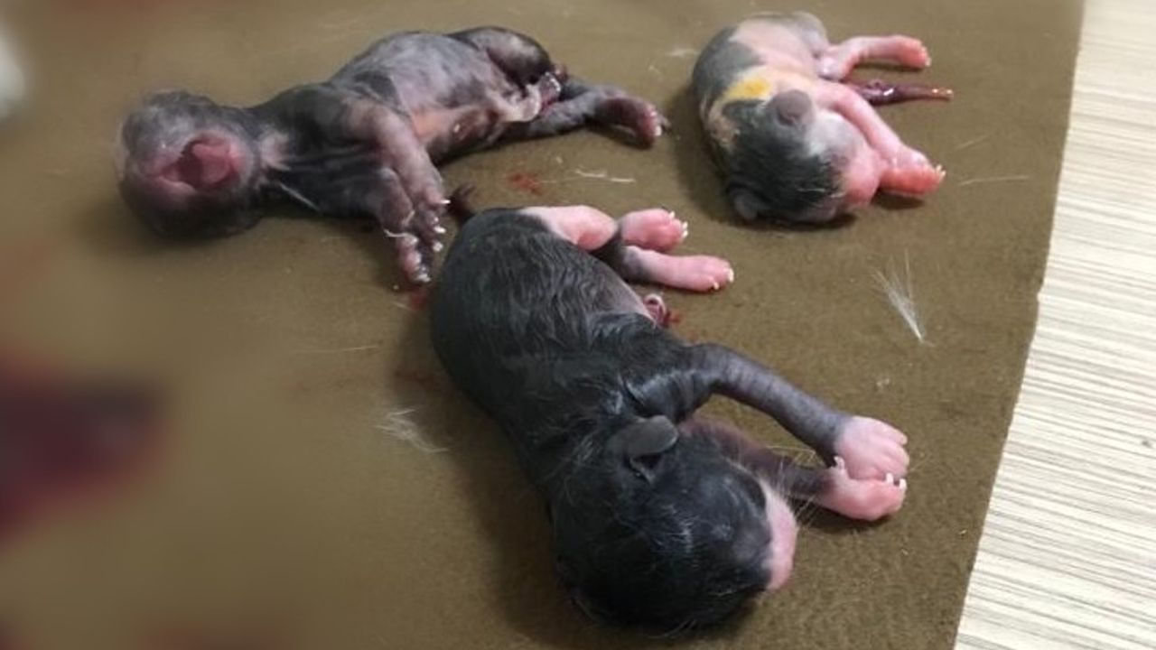 Köpeğin öldürdüğü hamile kedinin karnını açarak  yavruları kurtardı