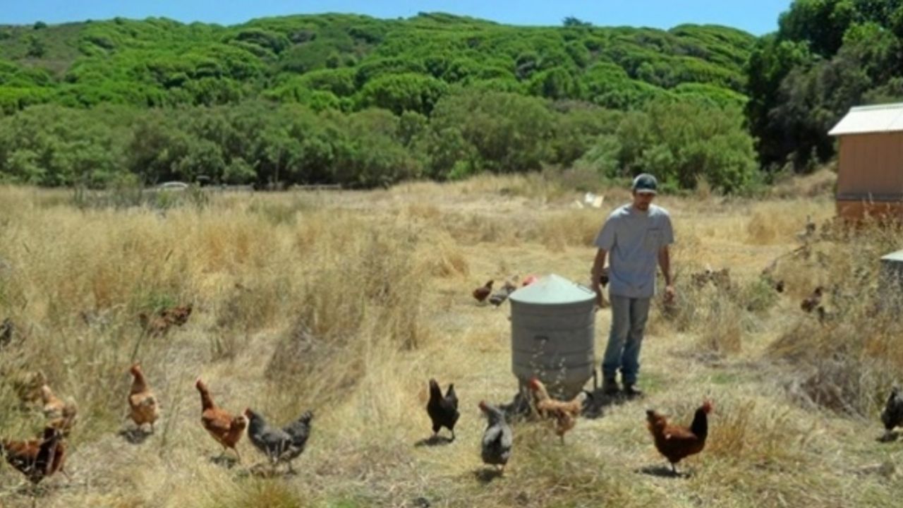 Kuş gribi nedeniyle tavuk ve yumurta fiyatları fırladı