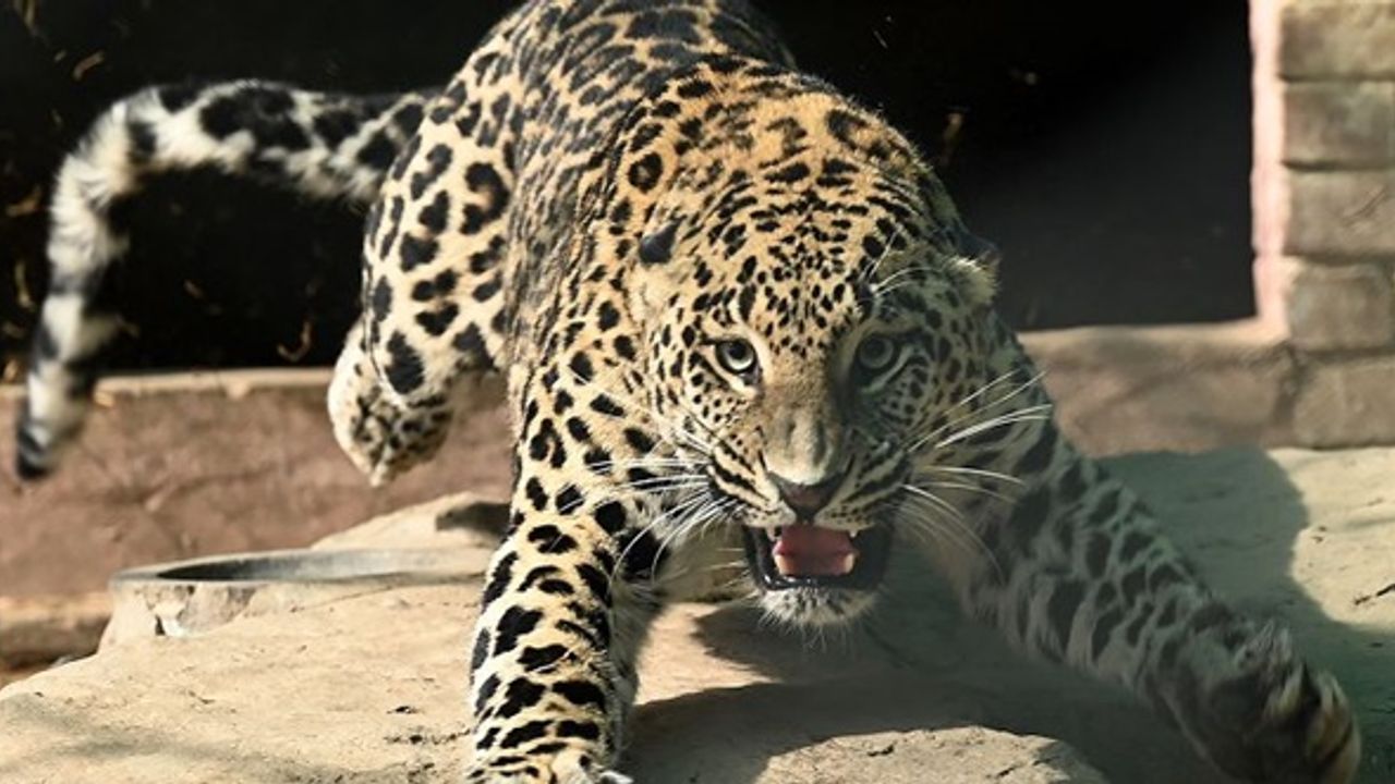 Pakistan'da 4 kişiye zarar veren leopar etkisiz hale getirildi