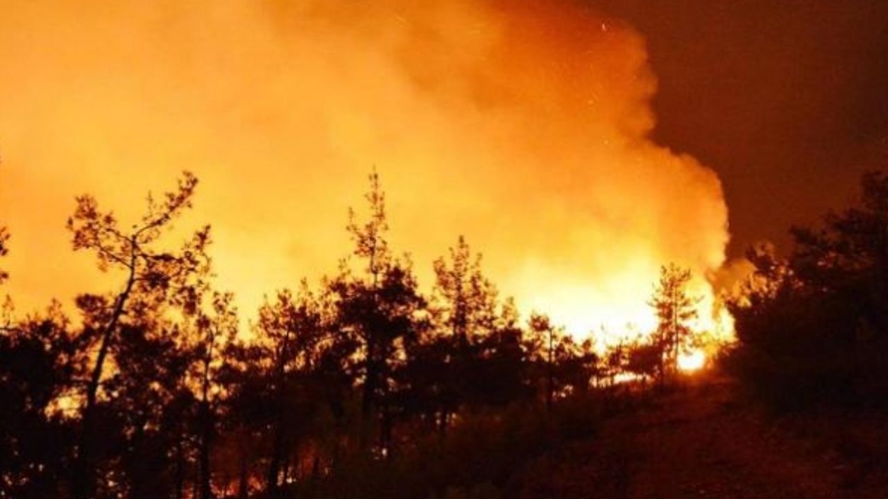 Şili'de orman yangını: 750 hektar küle döndü