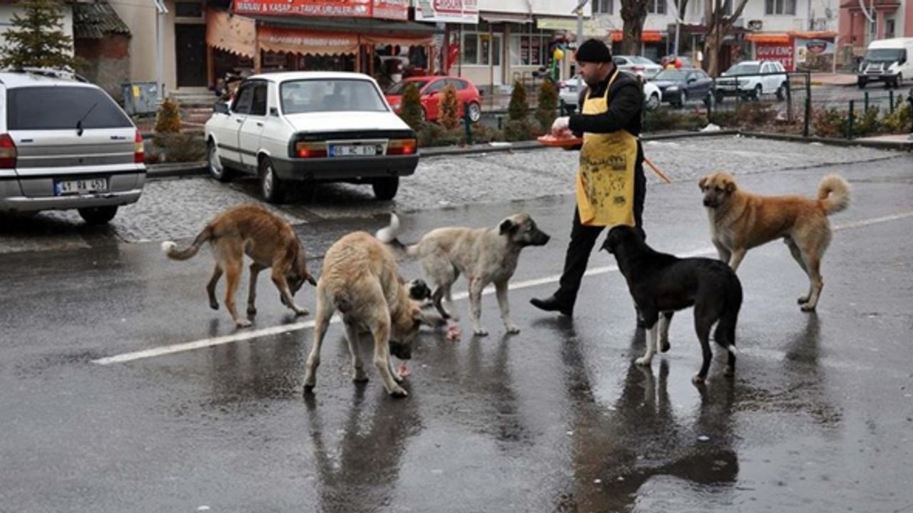 Sokak hayvanları sorununun çözümünde İspanya örneği