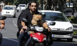 İran köpek besleme yasağını genişletti