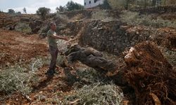 Hasada günler kala Filistinlilerin zeytin ağaçları talan edildi