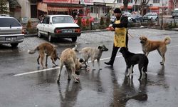 Sokak hayvanları sorununun çözümünde İspanya örneği