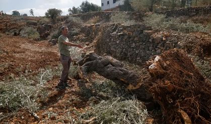Hasada günler kala Filistinlilerin zeytin ağaçları talan edildi