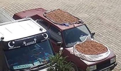 Sürmeneli mucit fındığı kurutmanın yolunu buldu