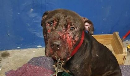 Brezilya'da köpek dövüştüren çeteye polis baskını.. 19 pitbull kurtarıldı