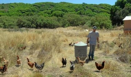 Kuş gribi nedeniyle tavuk ve yumurta fiyatları fırladı