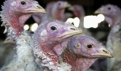 Küresel kuş gribi salgını en üst seviyede