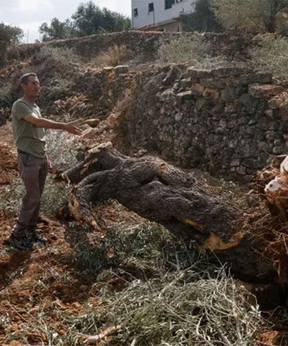 Hasada günler kala Filistinlilerin zeytin ağaçları talan edildi