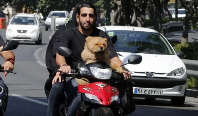 İran köpek besleme yasağını genişletti