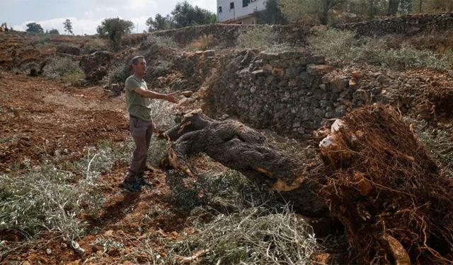 Hasada günler kala Filistinlilerin zeytin ağaçları talan edildi