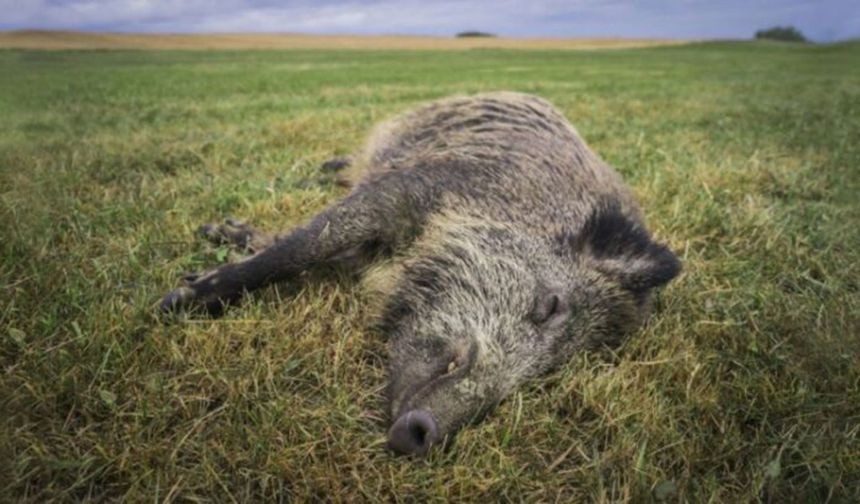 Avrupa'da domuz vebası alarmı: 12 bin domuz itlaf edilecek