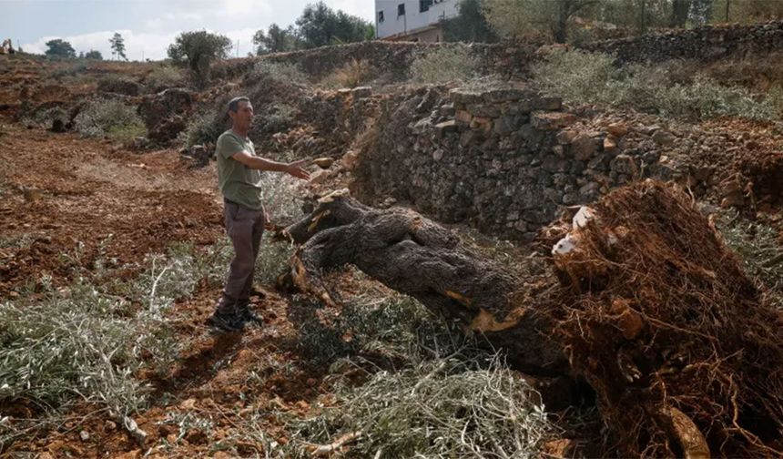 Hasada günler kala Filistinlilerin zeytin ağaçları talan edildi